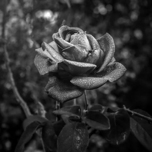 Black and White Photo of a Wet Rose in a Garden 