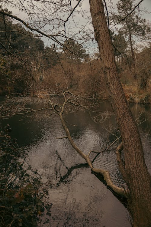 Бесплатное стоковое фото с вертикальный выстрел, ветви, водоем