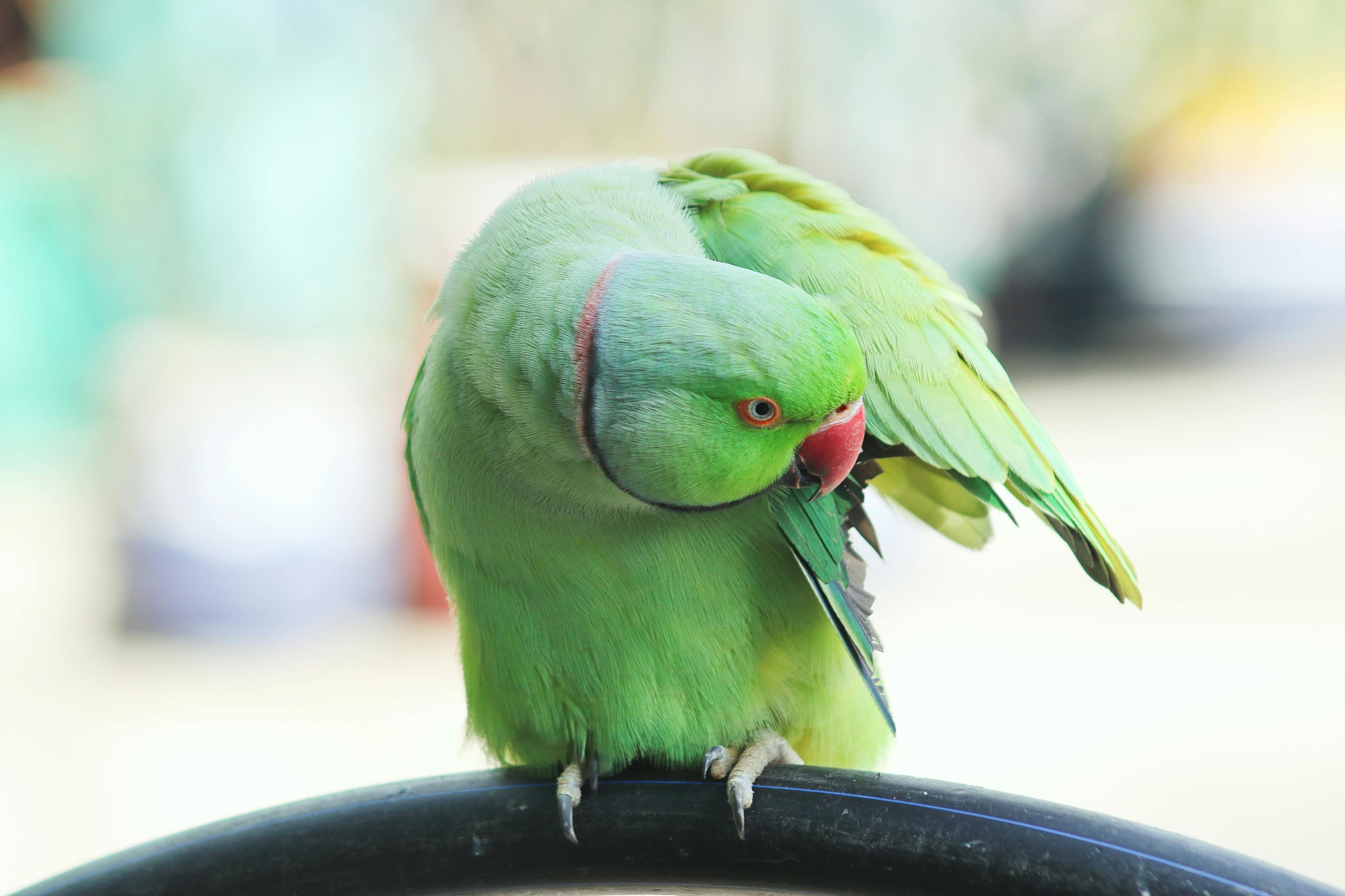 rose ringed parakeet fixing feathers