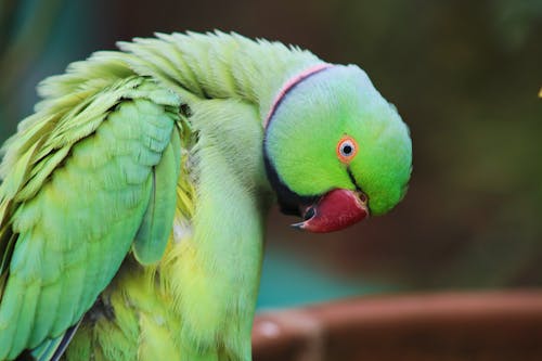 Бесплатное стоковое фото с зеленые перья, кольцевой попугай, крупный план
