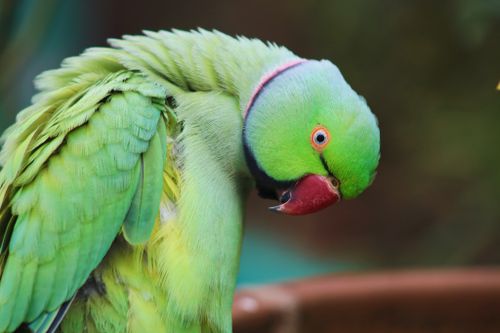 Free Detailed close-up of a rose-ringed parakeet with vivid green feathers outdoors in Pakistan. Stock Photo