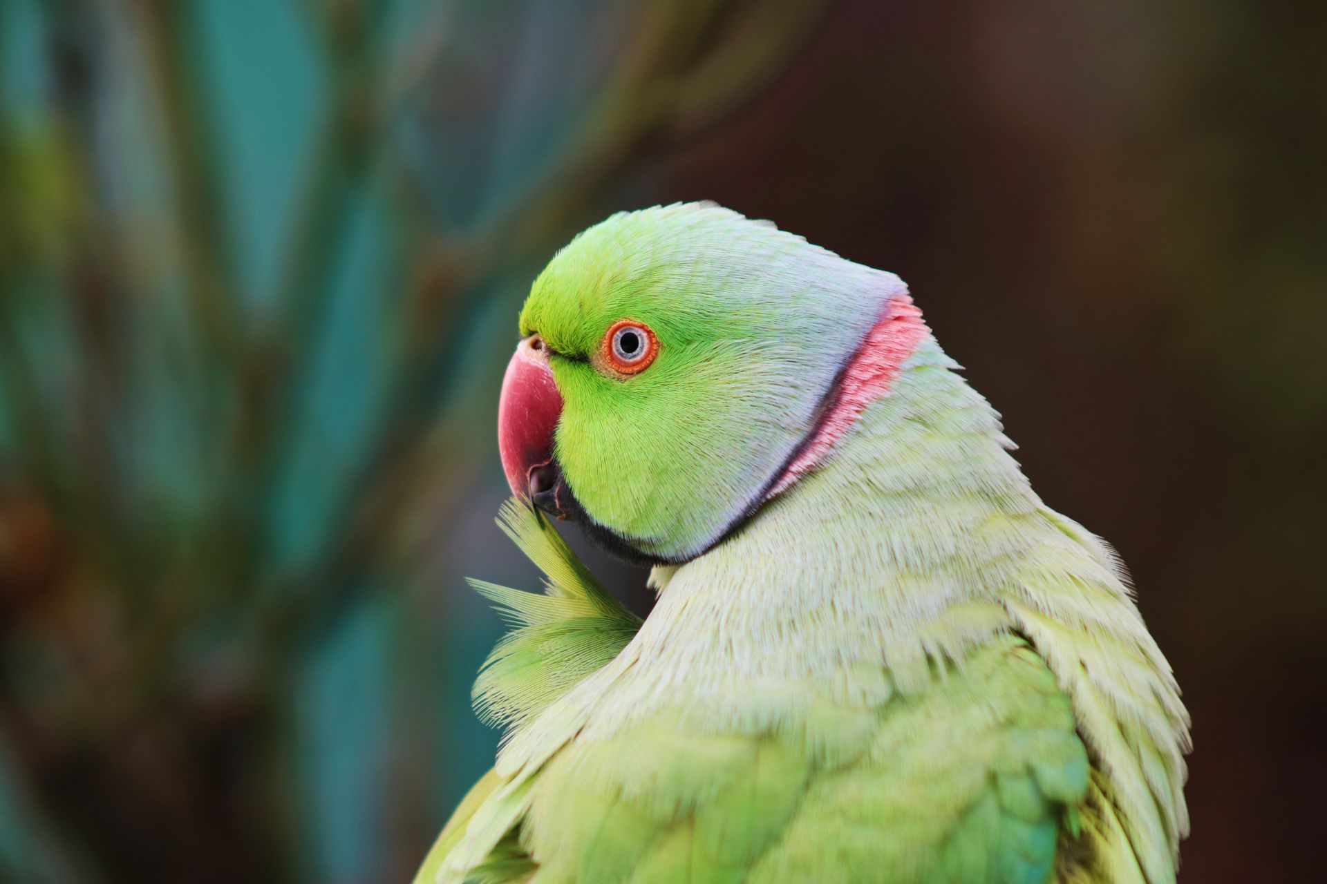 Vibrant close-up of a rose ringed parakeet showcasing colorful feathers.