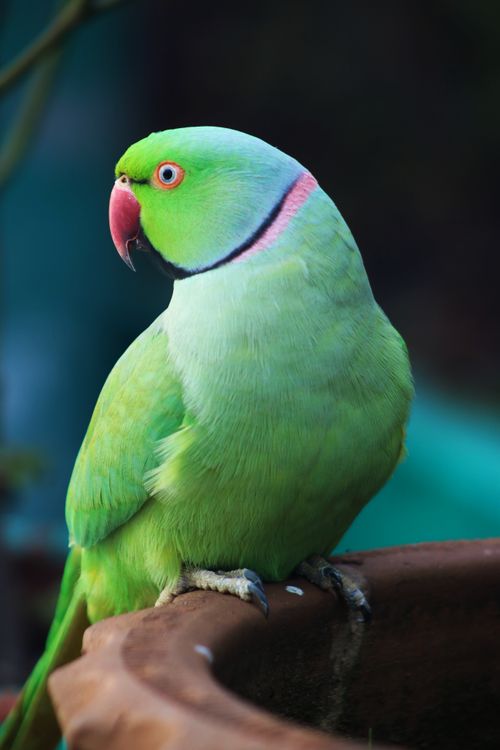 Free Vibrant rose-ringed parakeet perched outdoors in Pakistan, showcasing luscious green plumage. Stock Photo