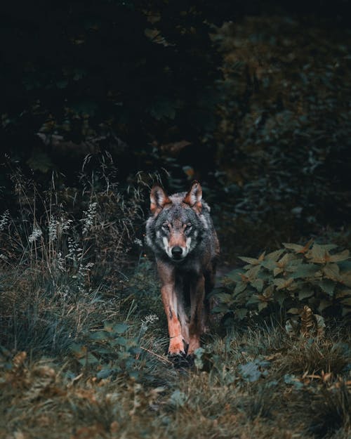 A Wolf Walking Out of the Bushes 