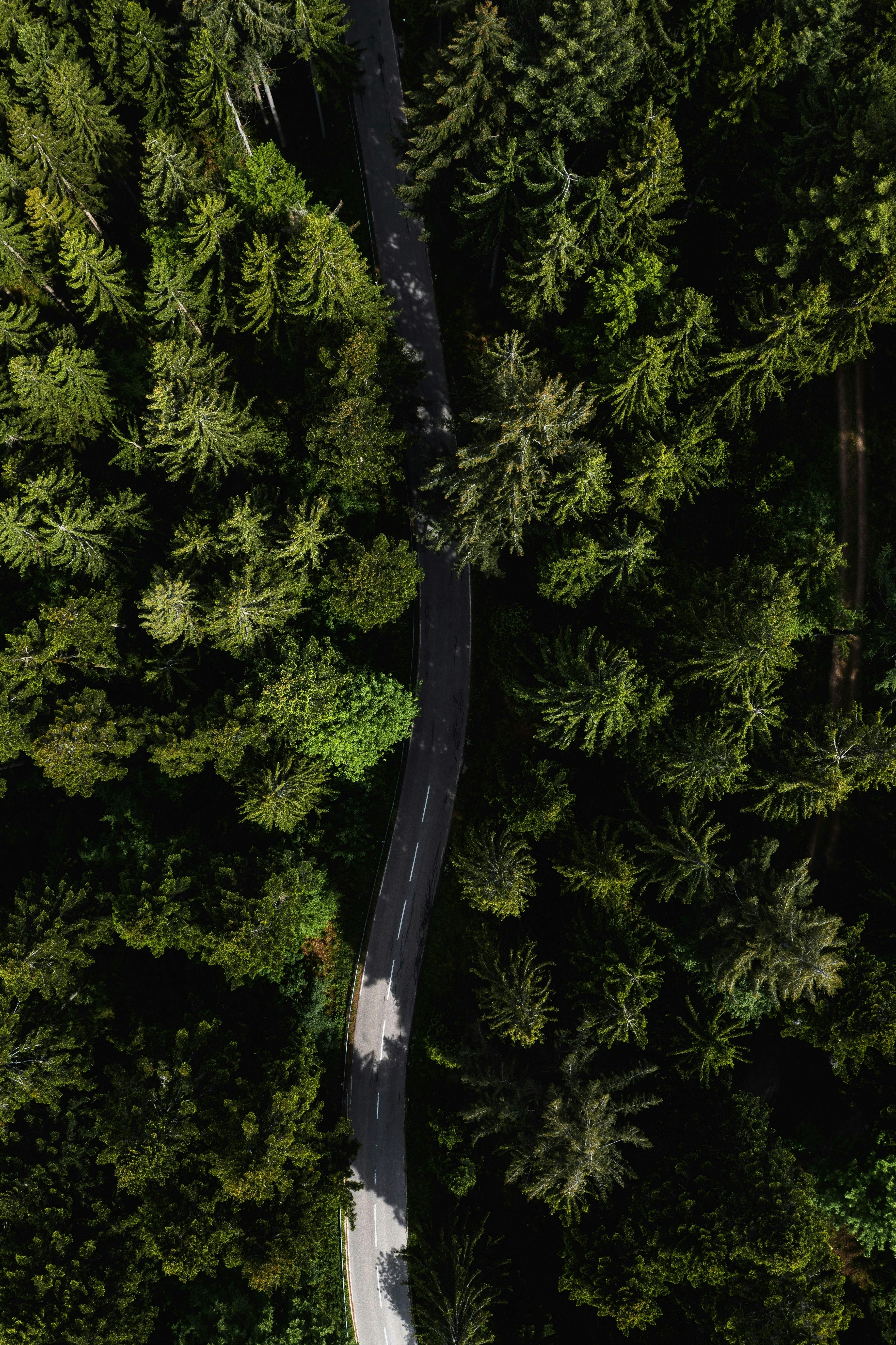 Captivating aerial image of a winding road meandering through a lush, green forest.