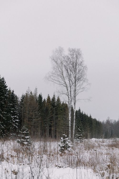 Free Serene winter landscape with birch and evergreen trees blanketed in snow. Stock Photo