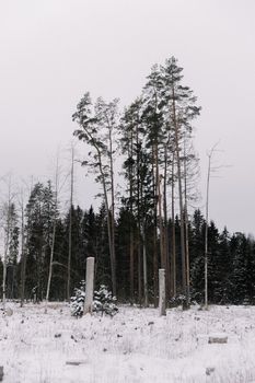 Serene snow-covered forest with tall evergreen trees under overcast skies.