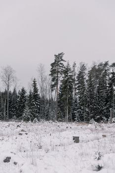 A tranquil winter forest scene blanketed in snow, with towering trees and a calm atmosphere.