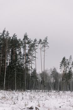 Tall pine trees covered in snow, capturing a tranquil winter scene in the forest.