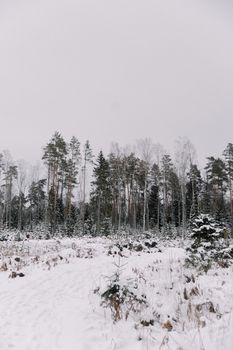 Quiet winter landscape with snow-covered trees under a gray sky, showcasing peaceful nature.