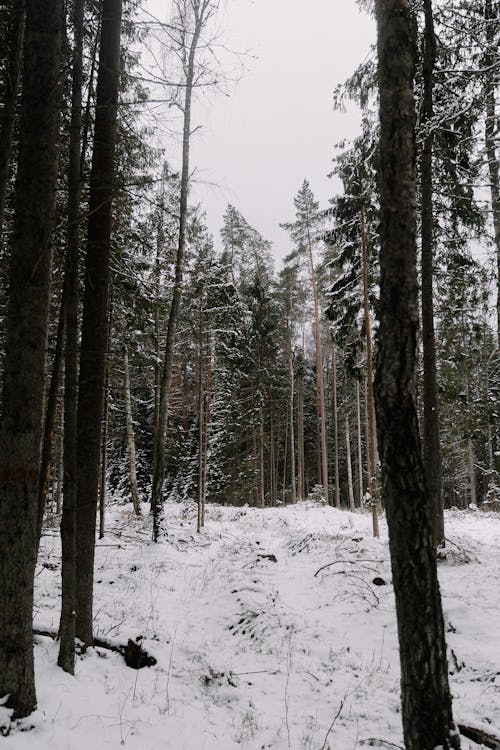 Foto d'estoc gratuïta de arbres, bosc, constipat