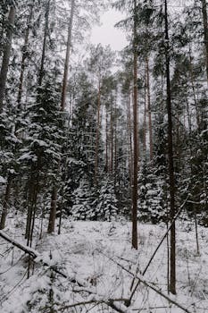 Snow-blanketed forest featuring tall, dense trees under a winter sky.