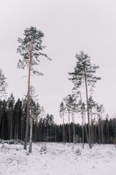 A tranquil winter forest scene featuring tall pine trees against a snow-covered landscape.