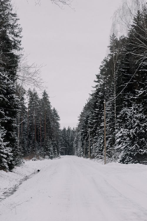 Gratis lagerfoto af forkølelse, grusvej, landskab