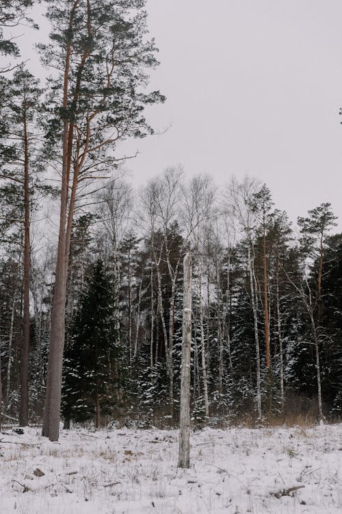 Foto d'estoc gratuïta de arbres, bosc, boscos