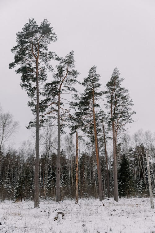 Coniferous Trees in a Forest in Winter 