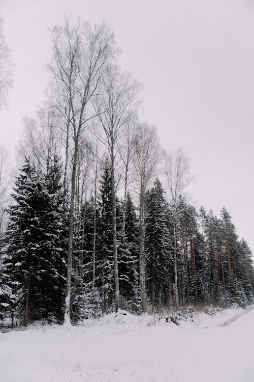 Coniferous Trees in Winter 
