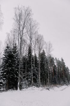 Captivating snowy forest scene with coniferous trees in a tranquil winter setting.