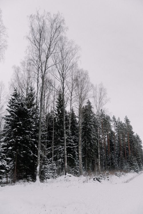 Free Captivating snowy forest scene with coniferous trees in a tranquil winter setting. Stock Photo