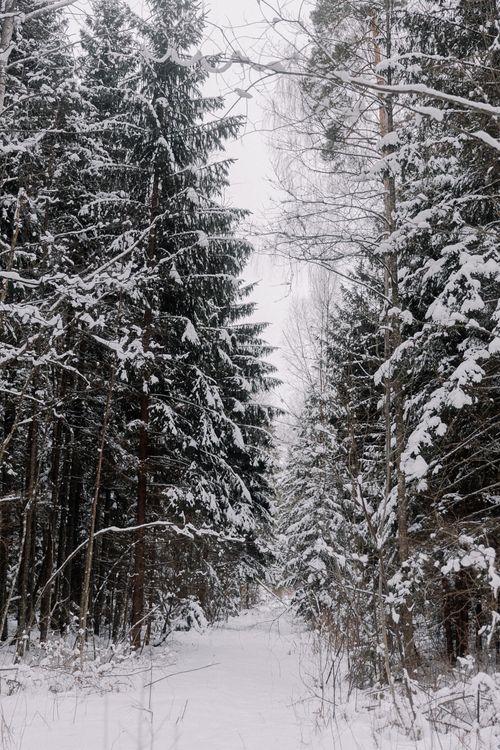 Free Tranquil snowy pathway through a winter forest with tall coniferous trees. Stock Photo
