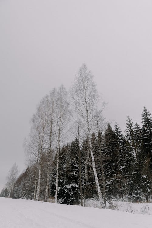 Foto d'estoc gratuïta de arbres, bosc, constipat