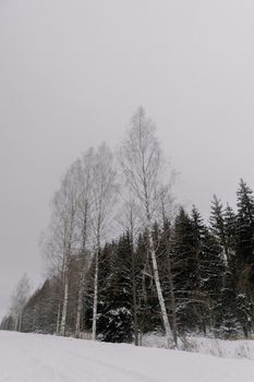 Tranquil winter landscape with snow-covered birch and evergreen trees.
