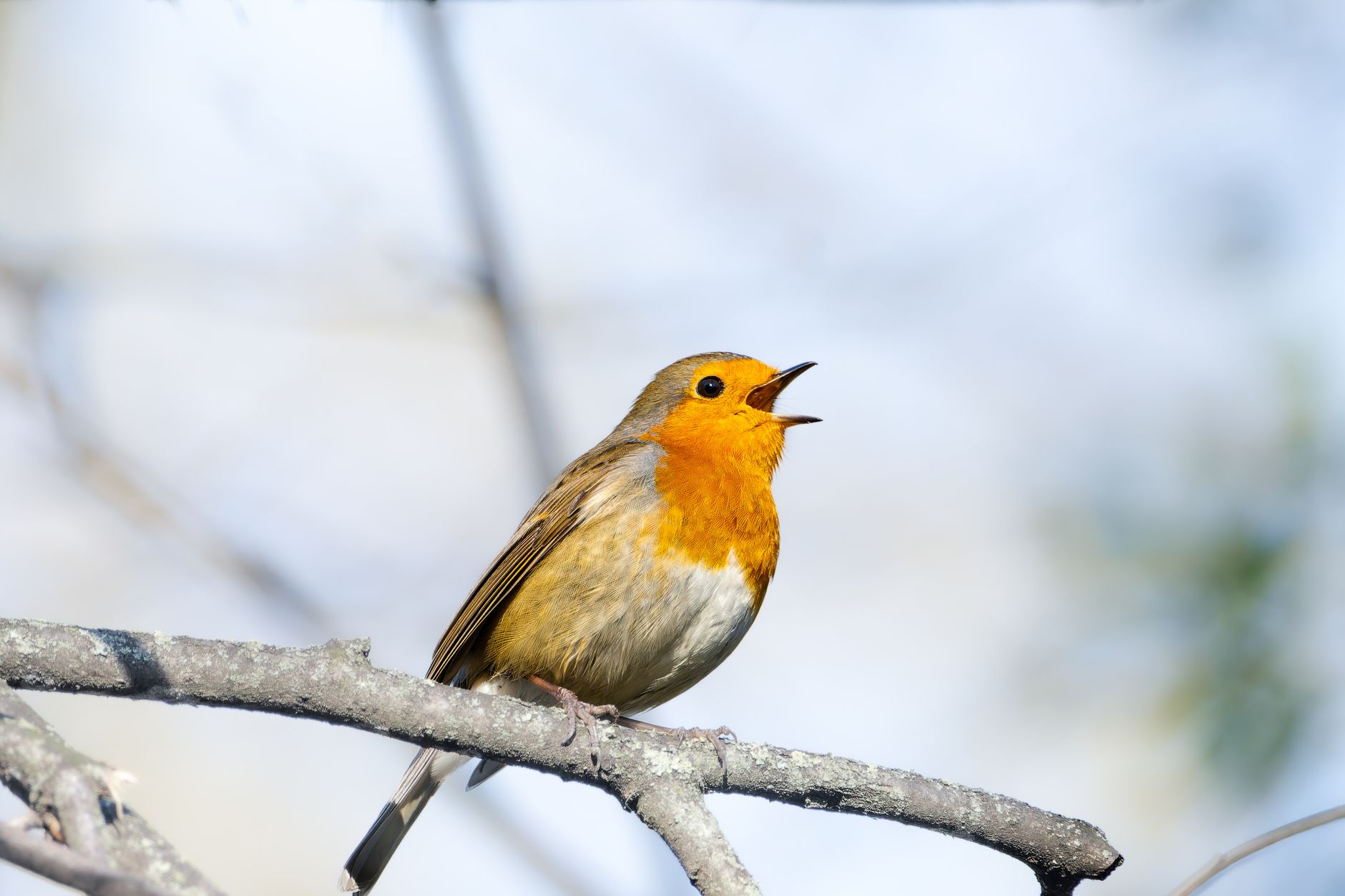 AI Decodes Birdsongs