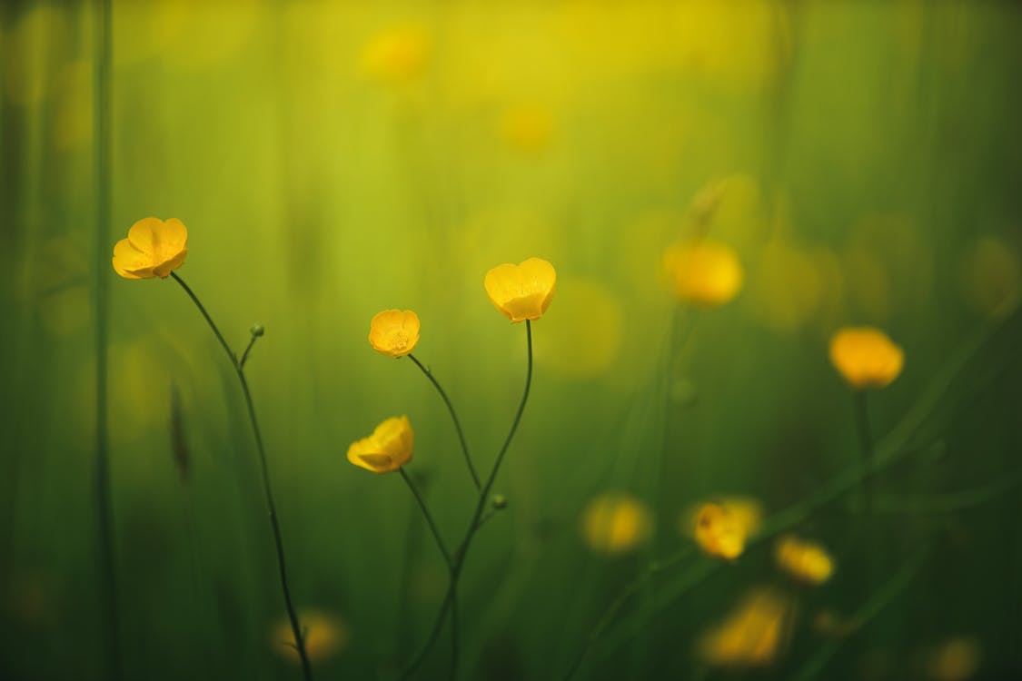 Flowers in a Summer Field