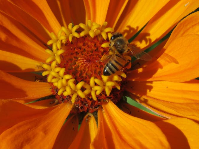 Difference Between Beetle And Roach - Difference