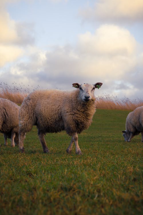 A group of sheep standing in a field
