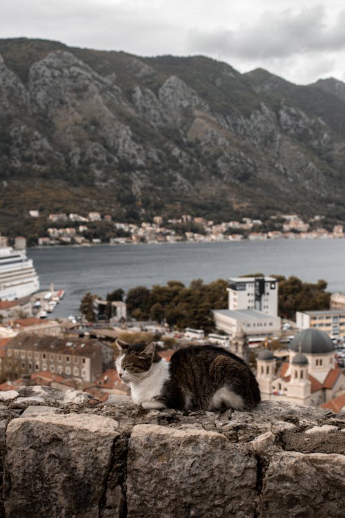 Кот сидит в Старом городе Котор