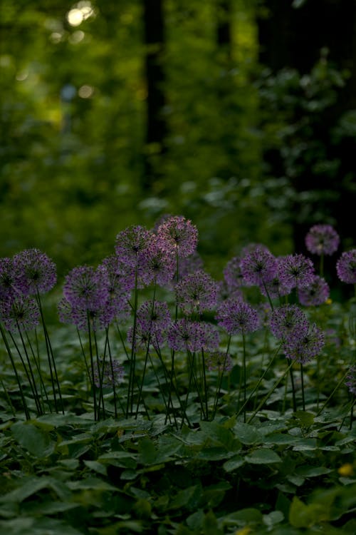 Garlic Flowers in a Forest 