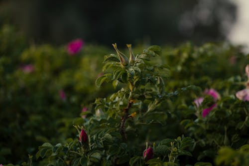 一朵野玫瑰的花蕾