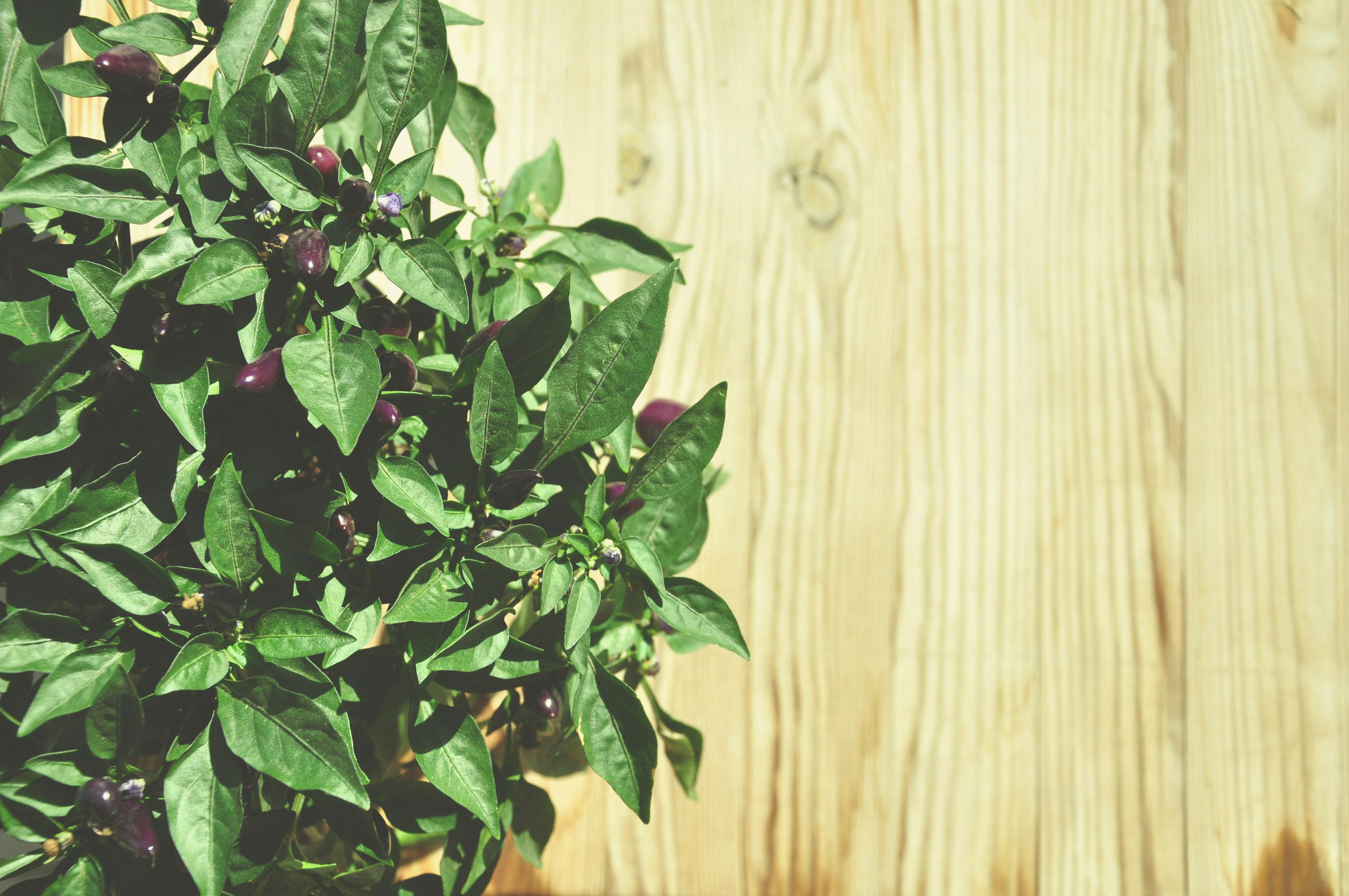 浅色木制背景下，明亮的绿叶和紫色花蕾相映成趣，非常适合自然主题