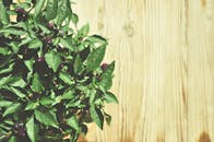 浅色木制背景下，明亮的绿叶和紫色花蕾相映成趣，非常适合自然主题