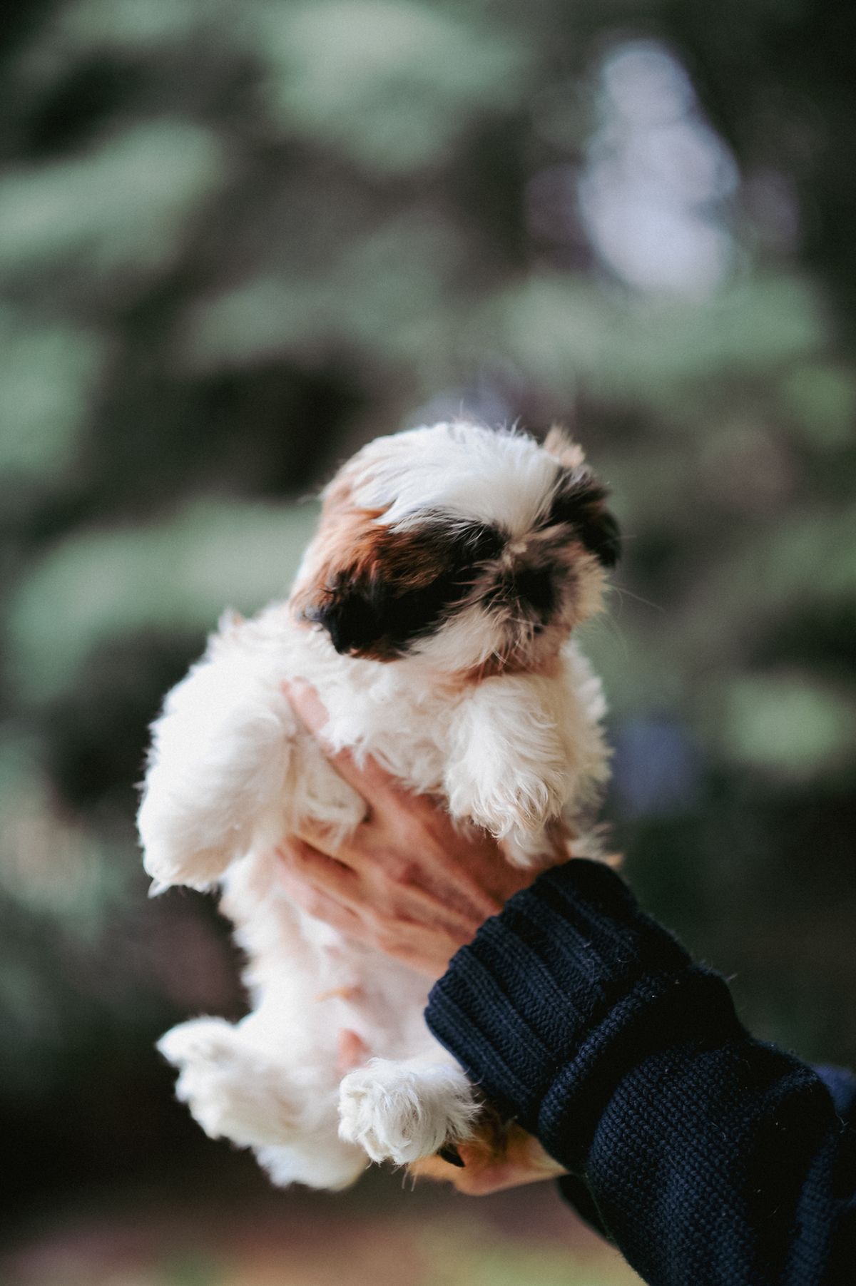 屋外で人に抱かれるシー・ズーの子犬