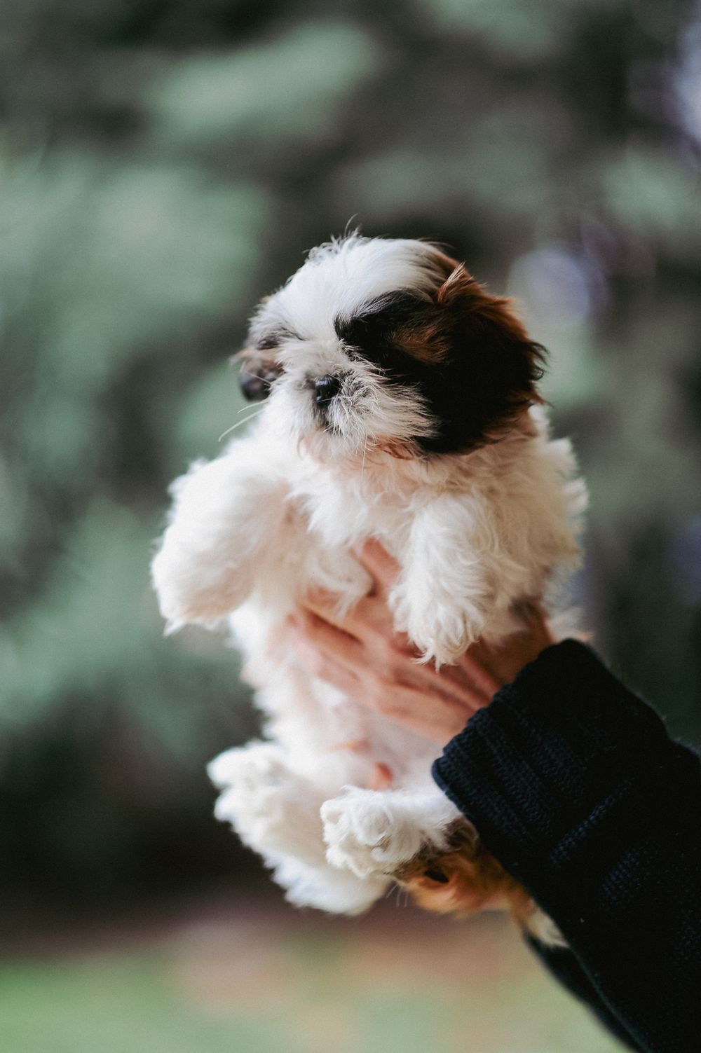 Shih tzu puppy held gently in hands