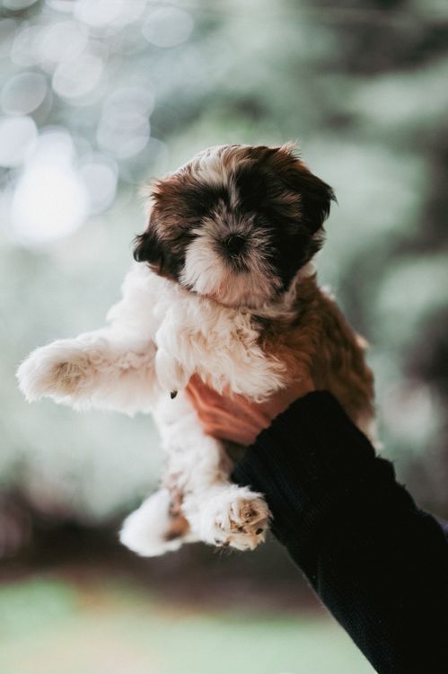 Shitzhu Hand Racket Cute Shih Tzu Puppy in Hand · Free Stock Photo