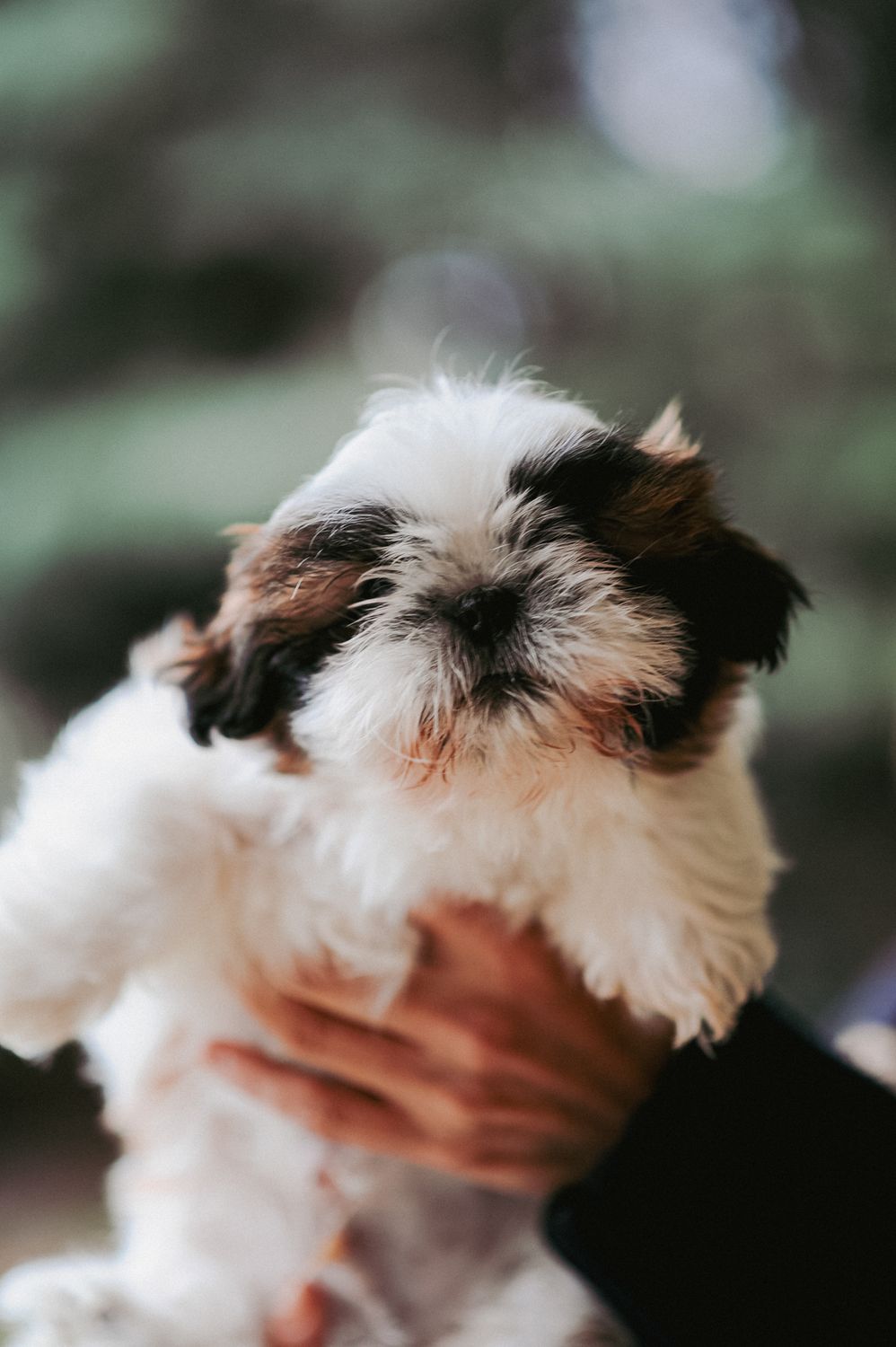 Shitzhu Hand Racket Hand Holding Shih Tzu · Free Stock Photo
