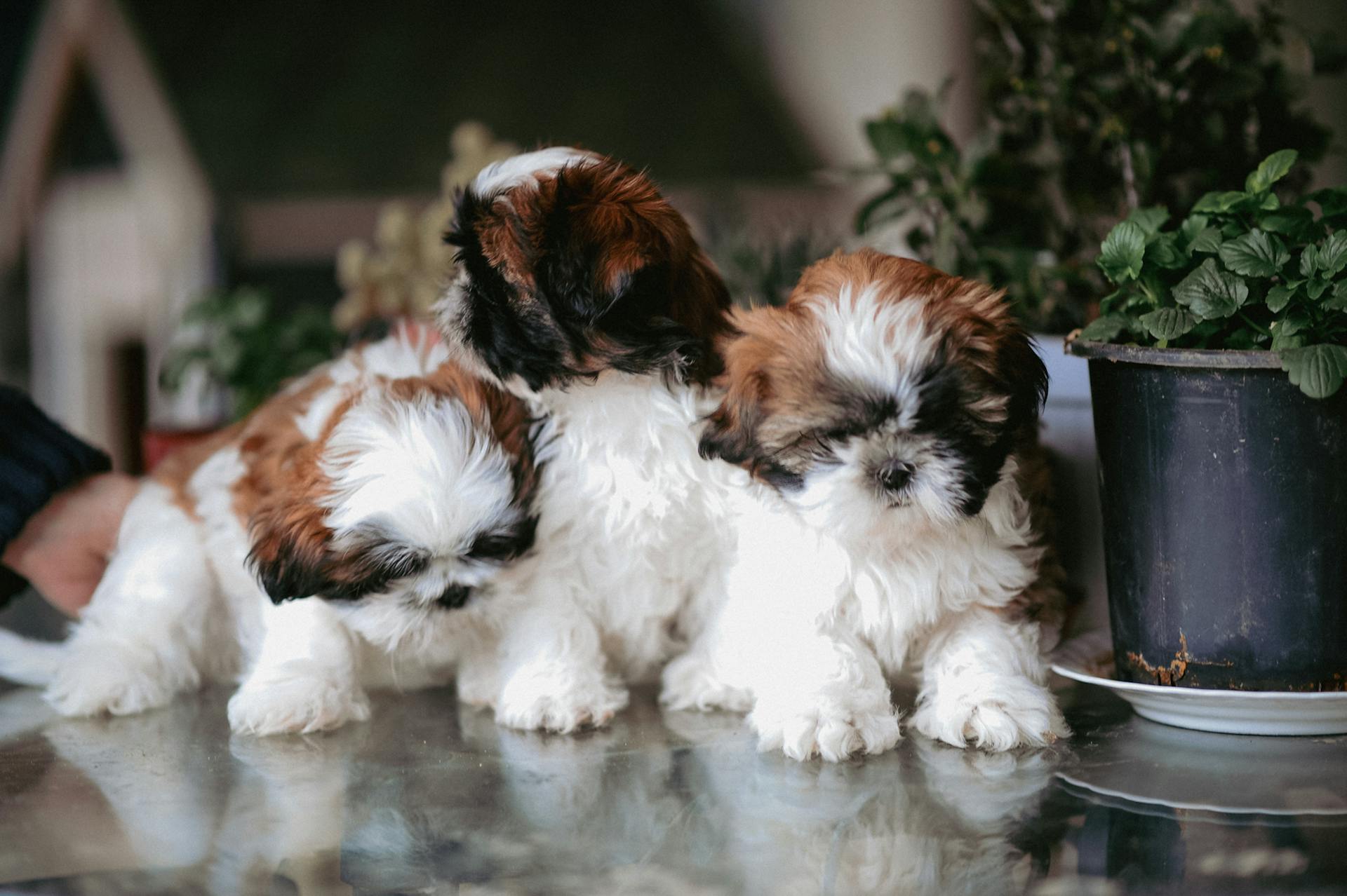 Shih Tzu-valpar på bordet med krukväxter