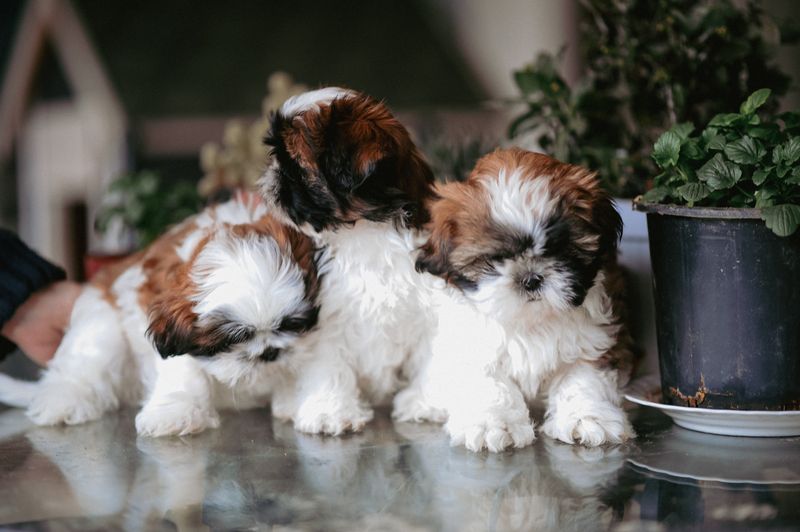 Two small fluffy white dogs sitting side by side outdoors