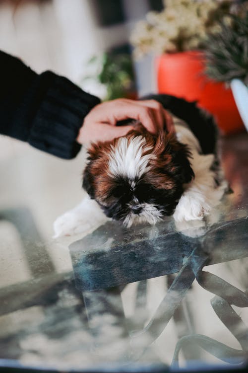 Shih Tzu puppies, Shih Tzu breed