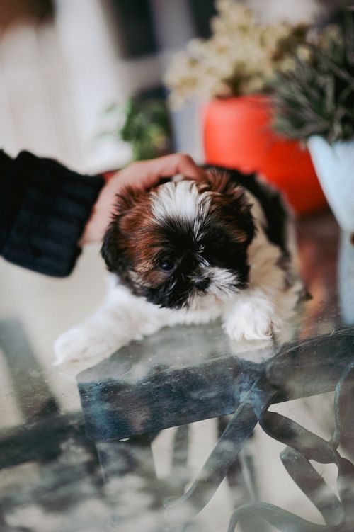 Free A cute Shih Tzu puppy lovingly petted by a woman indoors on a glass table. Stock Photo