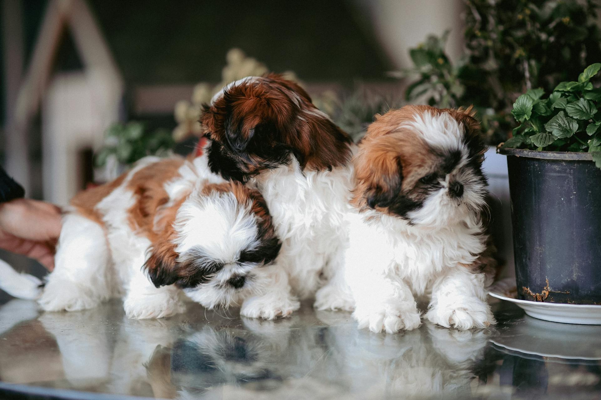 Shih Tzu-puppy's op een glazen tafel