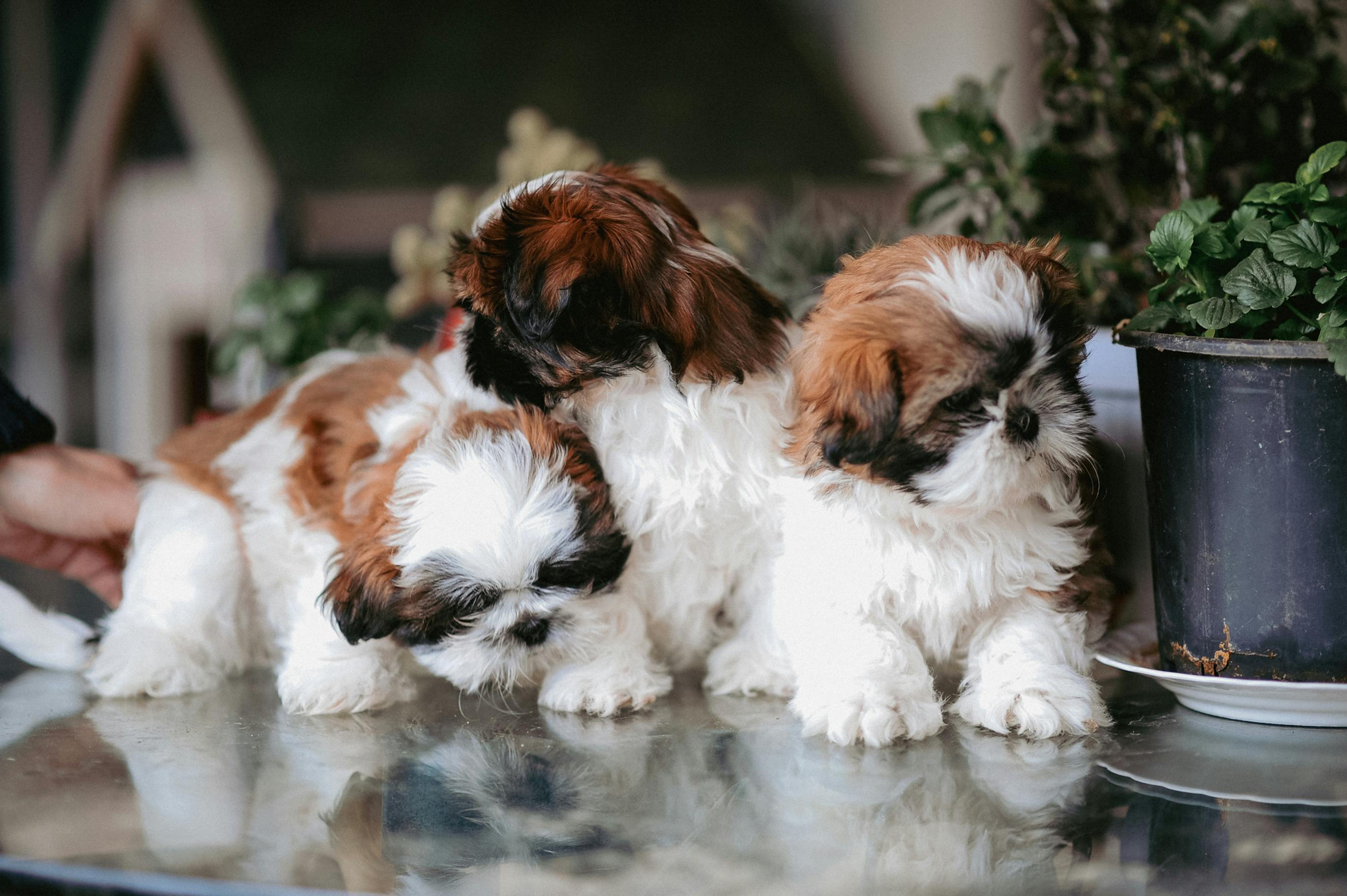 Free Three cute Shih Tzu puppies sitting on a glass table indoors. Stock Photo