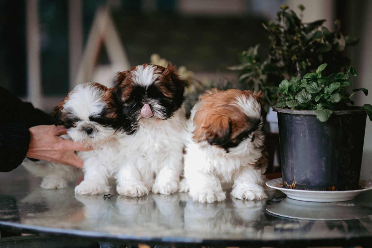 Three young puppies together during socialization