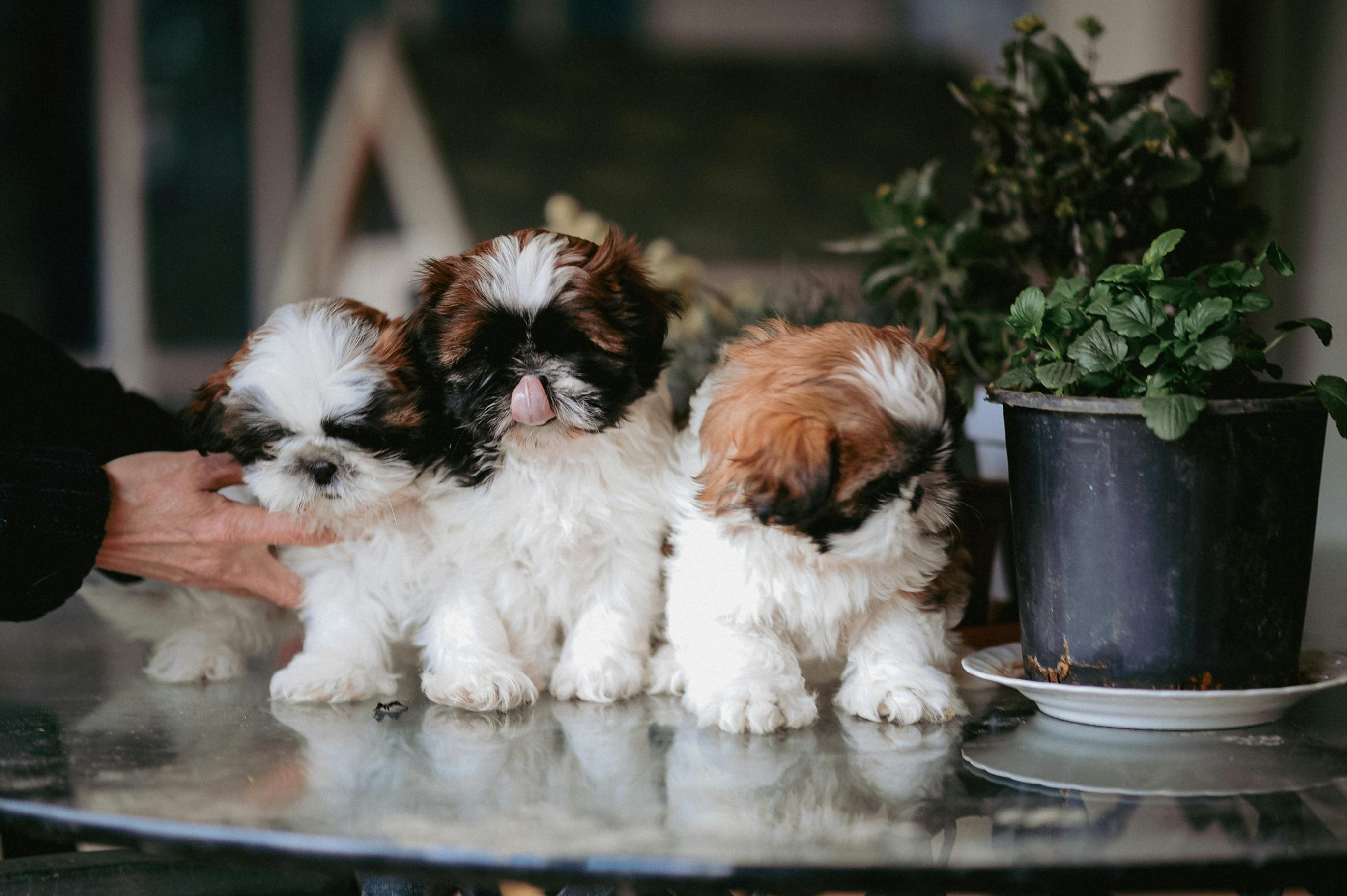 Free Shih Tzu Puppies by Potted Plant on Table Stock Photo