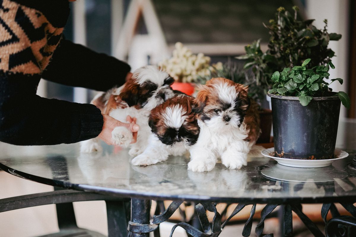 Three fluffy Shih Tzu puppies sitting on a glass table with plants around