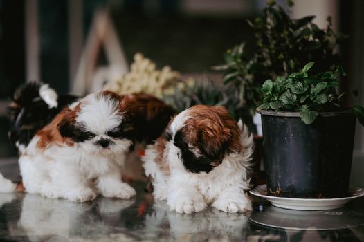 Two fluffy Shih Tzu puppies beside potted plants on a glass surface indoors.