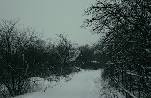 冬, 家, 木の無料の写真素材